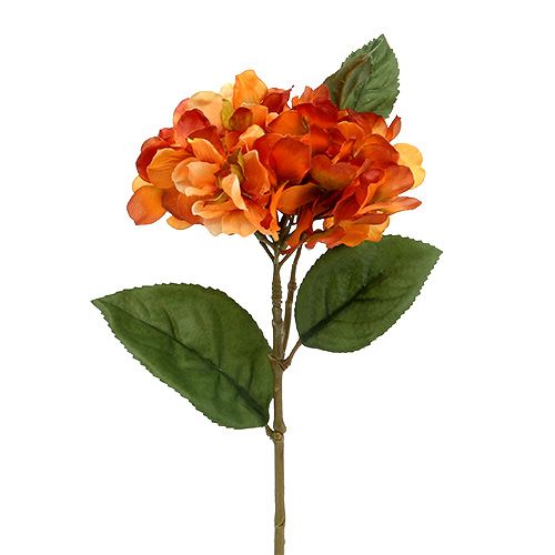 Floristik24 Hortensie Orange 30cm 3St