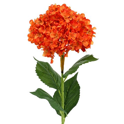 Floristik24 Hortensie Orange 80cm 1St