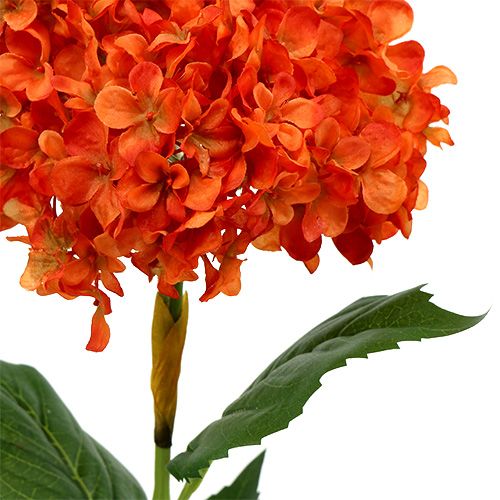Floristik24 Hortensie Orange 80cm 1St