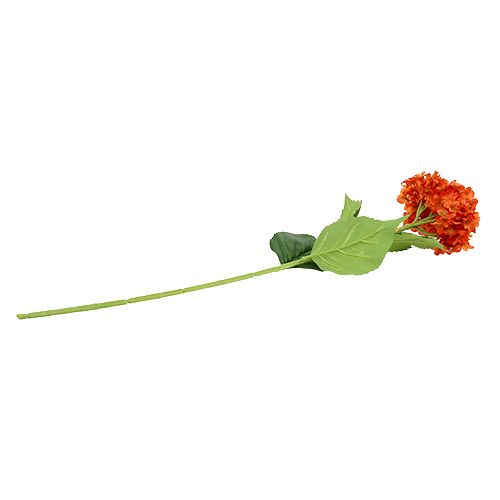 Floristik24 Hortensie Orange 80cm 1St