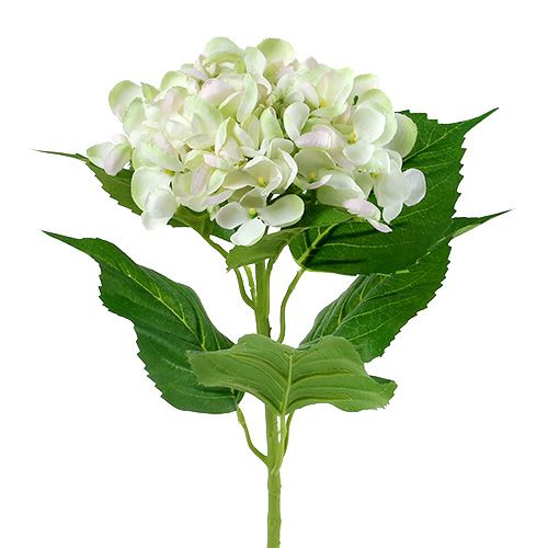 Hortensie Weiß-Grün 60cm | Floristik24.at