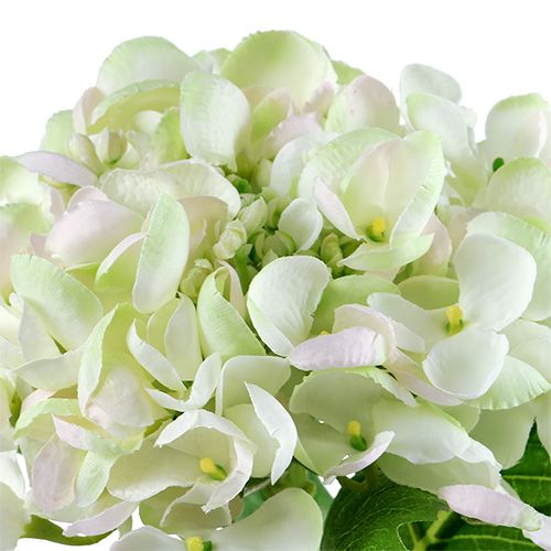 Hortensie Weiß-Grün 60cm | Floristik24.at