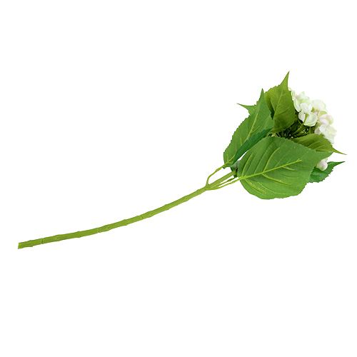Hortensie Weiß-Grün 60cm | Floristik24.at