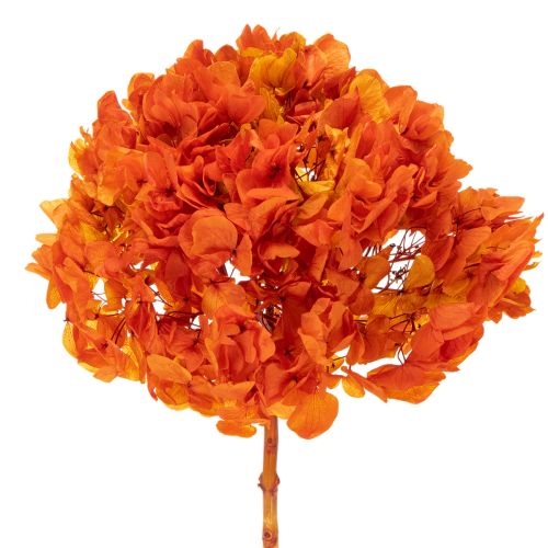 Konservierte Hortensie orange 60 cm mit großem Blütenkopf