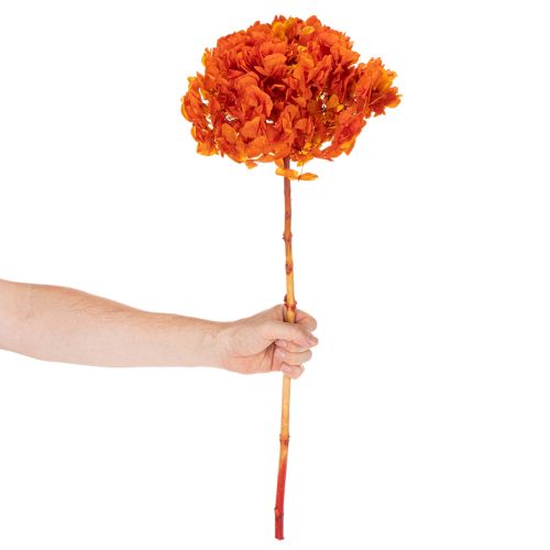 Konservierte Hortensie orange 60 cm mit großem Blütenkopf | Floristik24.at