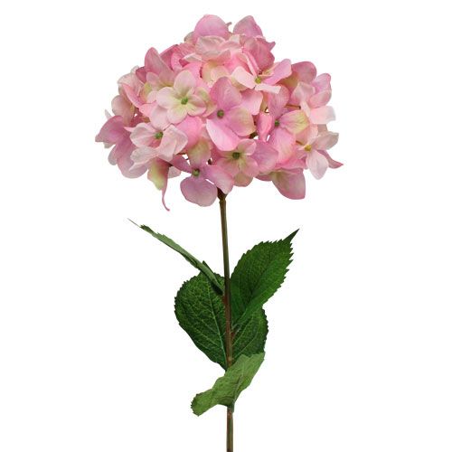 Floristik24 Hortensie Rosa 68cm