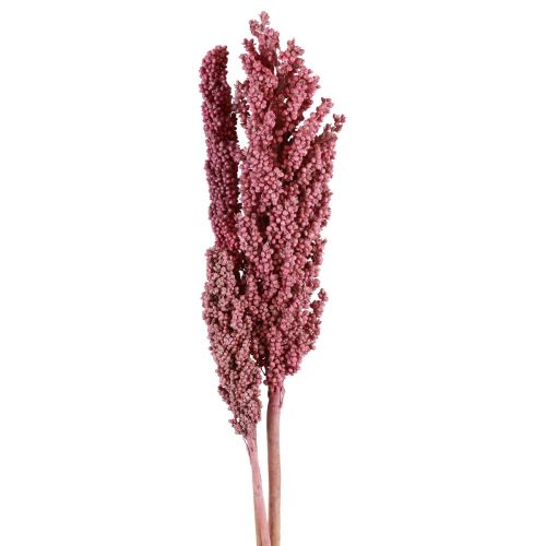 Floristik24 Indian Corn Trockenblumen Indischer Mais Pink 75cm 3 St