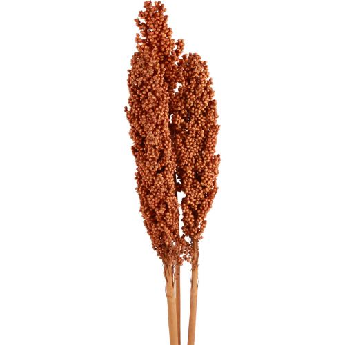 Floristik24 Indian Corn Trockenblumen Indischer Mais Orange 72cm 3 St