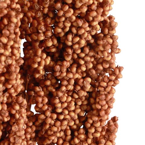 Floristik24 Indian Corn Trockenblumen Indischer Mais Orange 72cm 3 St