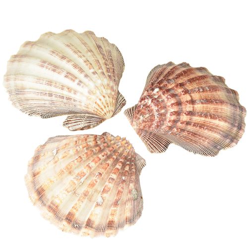 Echte Jakobsmuscheln natur – maritimer Flair natur 1 kg