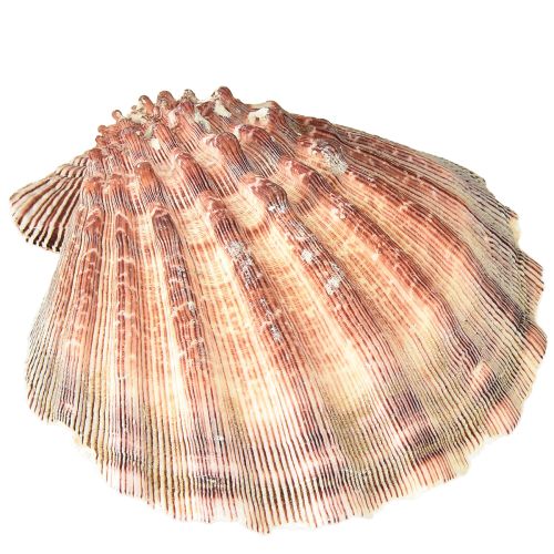 Artikel Echte Jakobsmuscheln natur – maritimer Flair natur 1 kg