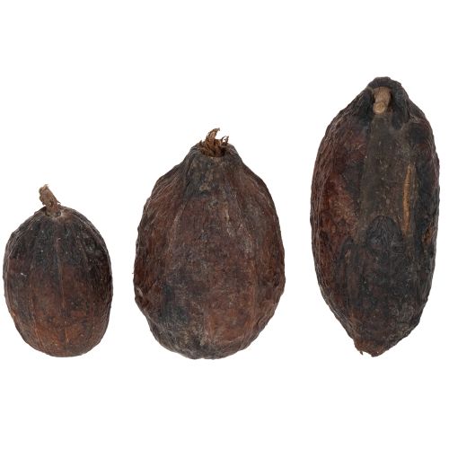 Artikel Kakaofrucht Natur 10-18cm 15St