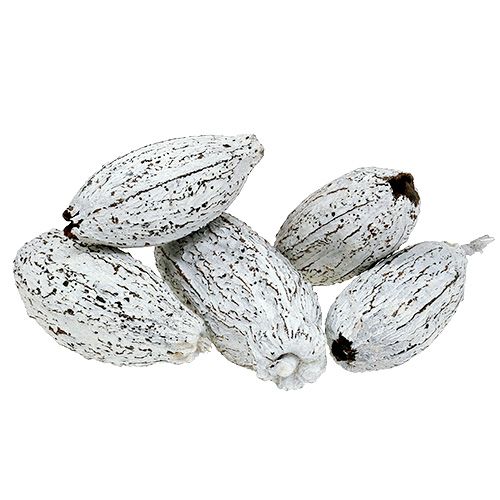 Floristik24 Kakaofrüchte weißgewaschen 15St