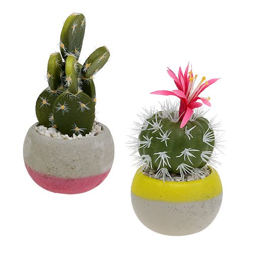 Floristik24 Kakteen im Topf Mix H13cm 4St