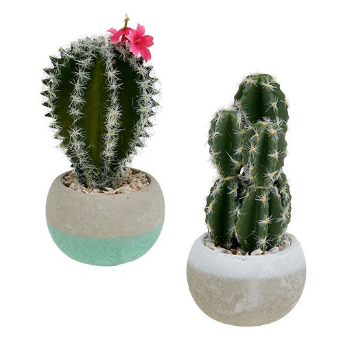 Floristik24 Kakteen im Topf Mix H13cm 4St