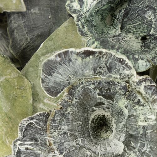 Artikel Kalix Deko-Pilze getrocknet Grün Waschung 100 Stück