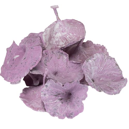 Artikel Kalix Trockenpilze für herbstliche Deko lila gewaschen 100 Stück