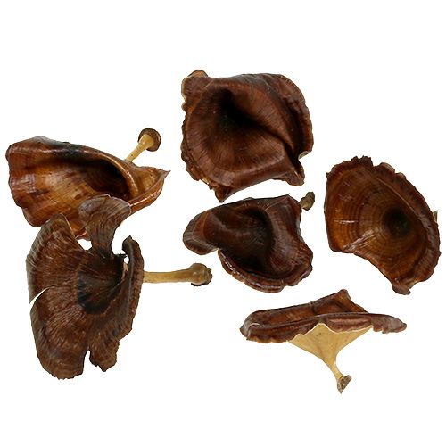 Floristik24 Kalix Pilz Natur lackiert 100St