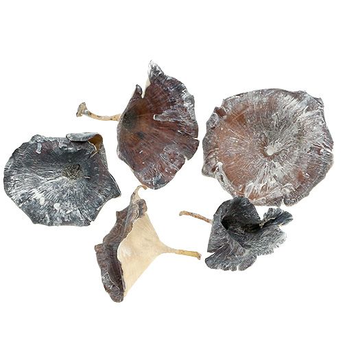 Floristik24 Kalix Pilz Weiß gewaschen 100 St