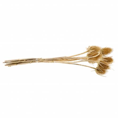 Artikel Trockenblumen Distel Natur 8 Köpfe