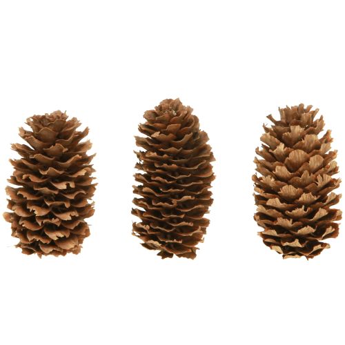 Floristik24 Kleine Hemlockzapfen Deko Natur Zapfen Advent 3-4cm 100g