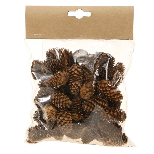 Floristik24 Kleine Hemlockzapfen Deko Natur Zapfen Advent 3-4cm 100g