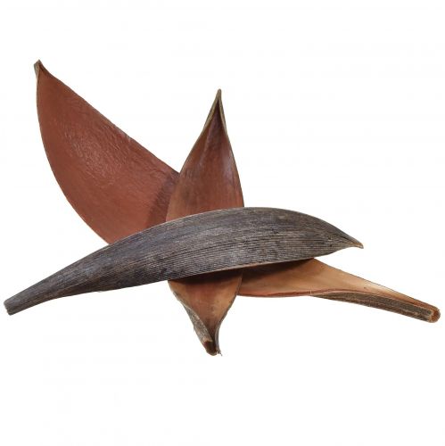 Floristik24 Kokosschalen Kokosblätter Natur getrocknet 22cm - 42cm 25 St