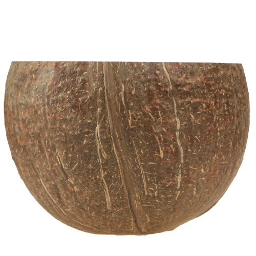 Floristik24 Kokosnuss Schale Natur Deko Kokosschale halbiert 10cm 6 St