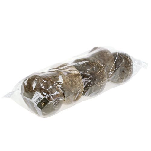 Floristik24 Kokosnuss Schalen poliert Natur 5 St