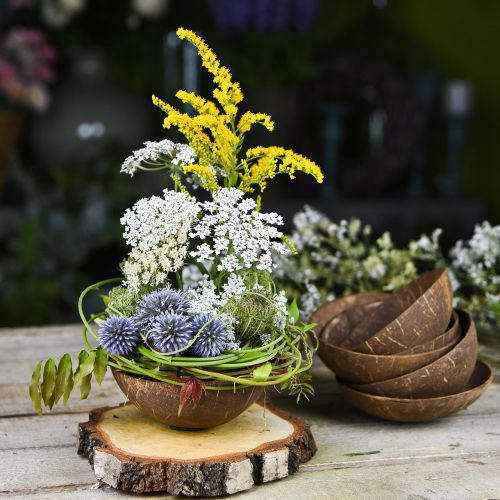 Floristik24 Kokosnuss Deko Schale Natur Poliert 6 St