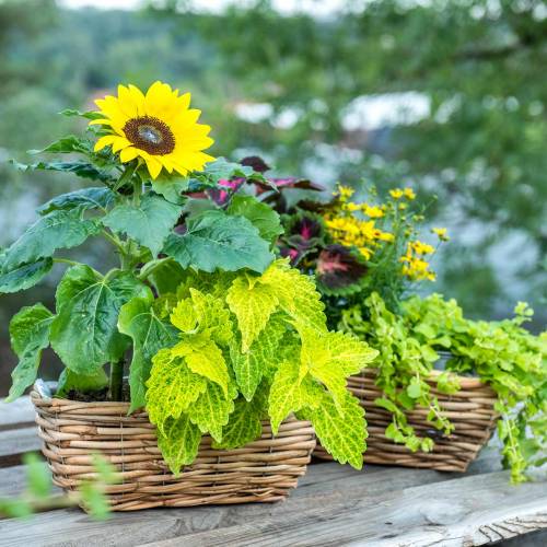 Artikel Korbkasten aus Weide geschält Naturfarben Blumenkasten 2er-Set