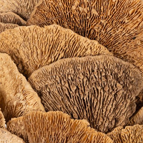 Baumschwamm-Kranz Natur 37 cm für Wand- oder Türdekoration | Floristik24.at