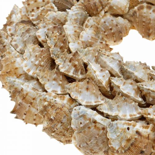 Floristik24 Dekokranz Schnecken Maritime Deko Türkranz Seeschnecken Ø25cm