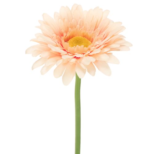 Künstliche Gerbera aus Kunststoff Apricot 47cm 6St bestellen | Floristik24.at