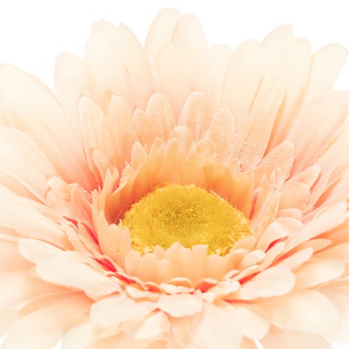 Künstliche Gerbera aus Kunststoff Apricot 47cm 6St | Floristik24.at