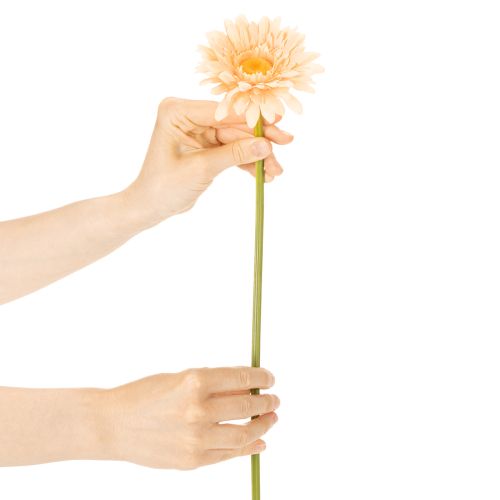Künstliche Gerbera aus Kunststoff Apricot 47cm 6St | Floristik24.at