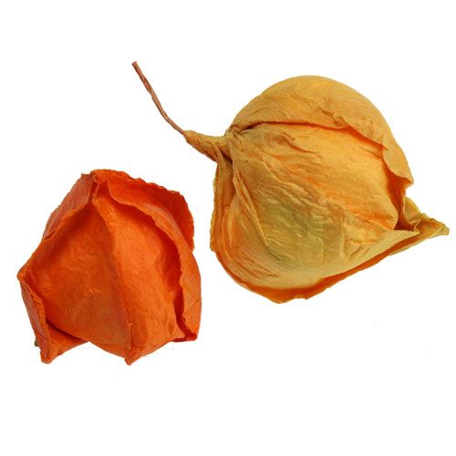 Floristik24 Künstliche Physalis sort. 48St