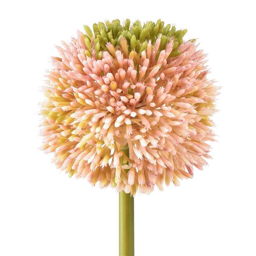 Artikel Künstlicher Allium Zierlauch Rosa Grün Ø10cm L65cm