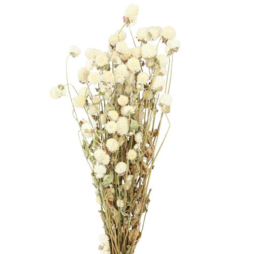 Floristik24 Kugelamarant Gomphrena Globosa Natur Creme L45cm 100g