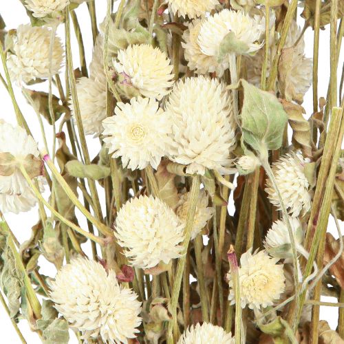 Floristik24 Kugelamarant Gomphrena Globosa Natur Creme L45cm 100g