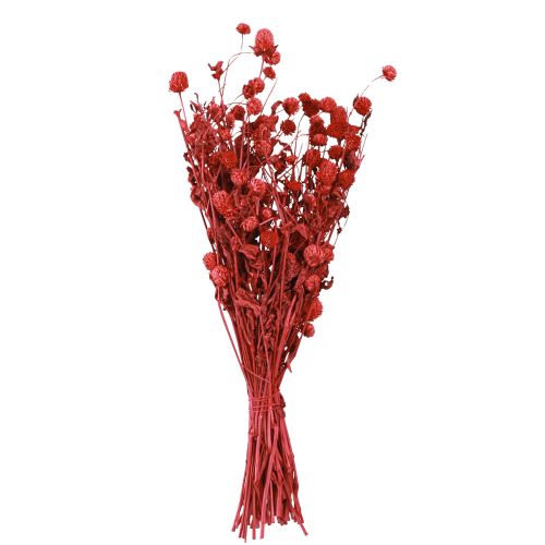 Artikel Kugelamarant Gomphrena Globosa leuchtend rot L45cm 100g