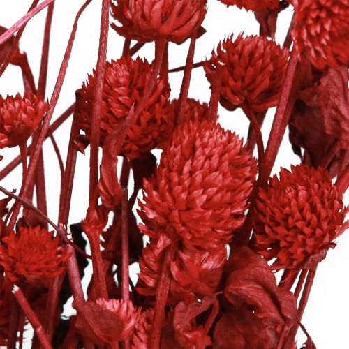 Artikel Kugelamarant Gomphrena Globosa leuchtend rot L45cm 100g