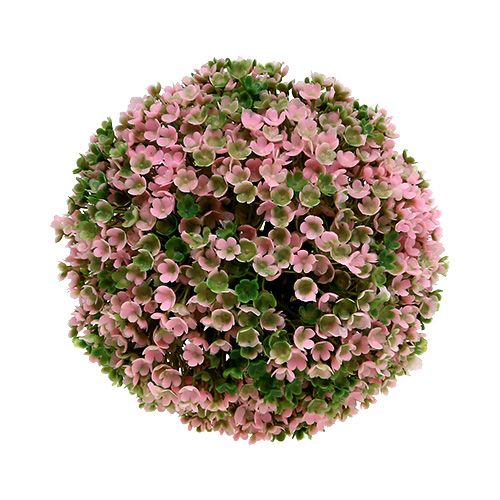 Floristik24 Deko Kugel Rosa Grün Kugelpflanze Ø15cm 1 St