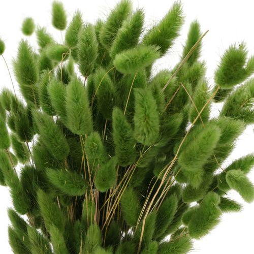 Lagurus getrocknet 65-70cm Olivgrün 75g Trockenblume für Dekoration | Floristik24.at