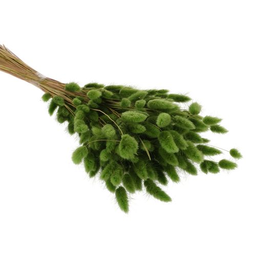 Lagurus getrocknet 65-70cm Olivgrün 75g Trockenblume für Dekoration | Floristik24.at