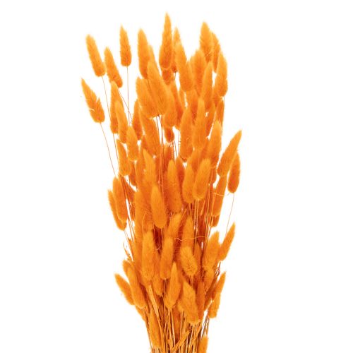Lagurus Bund Samtgras getrocknet 70 cm orange 100 g für Dekorationen