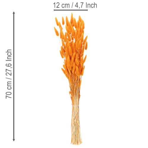 Lagurus Bund Samtgras getrocknet 70 cm orange 100 g für Dekorationen | Floristik24.at