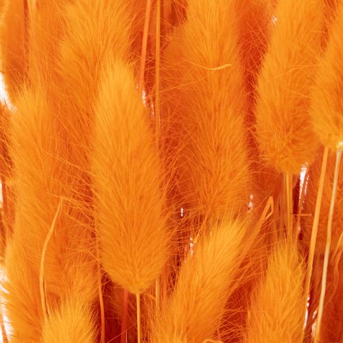 Lagurus Bund Samtgras getrocknet 70 cm orange 100 g für Dekorationen | Floristik24.at