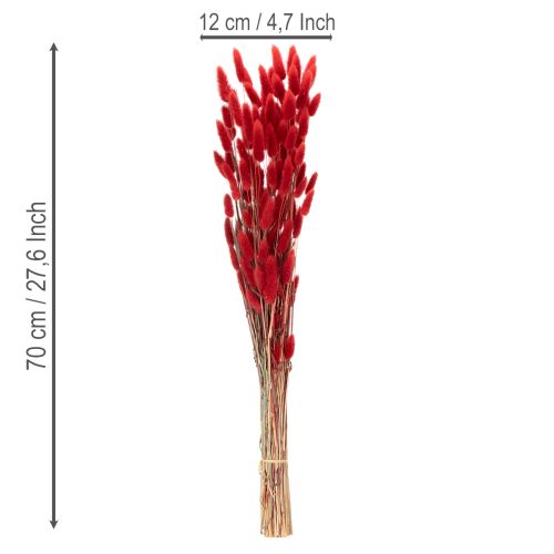 Lagurus Trockenblumen Bund Rot 70cm 100g für Innenbereich | Floristik24.at