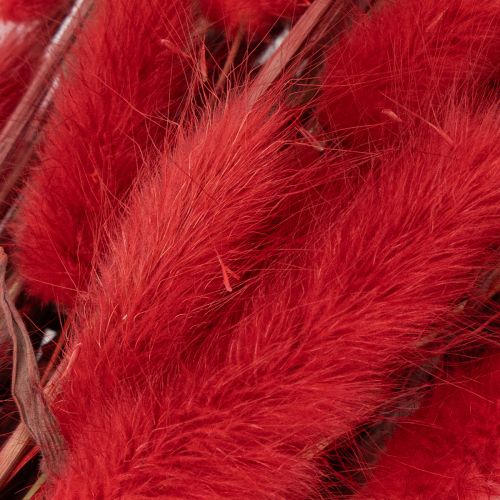 Lagurus Trockenblumen Bund Rot 70cm 100g für Innenbereich | Floristik24.at